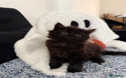 Mixed Breed cats for sale: Beautiful Fluffy Black Female Kitten  - Image 16