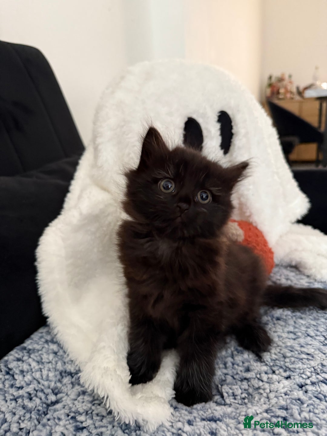 Mixed Breed cats for sale: Beautiful Fluffy Black Female Kitten  - Image 16