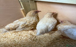 Chickens poultry for sale: For sale pullet hybrids  - Image 2