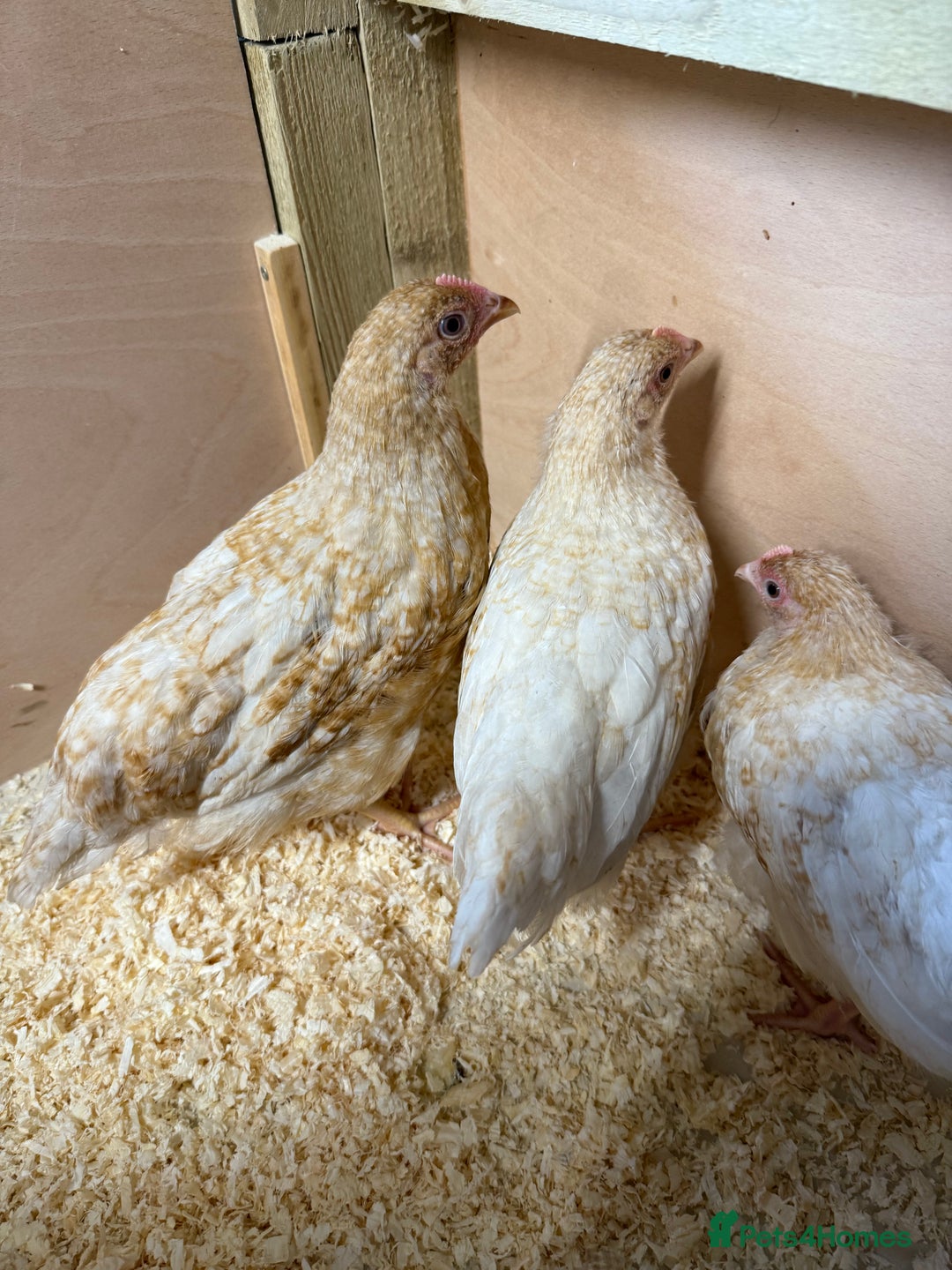 Chickens poultry for sale: For sale pullet hybrids  - Image 2