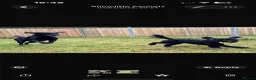 Labrador Retriever dogs for stud: Labrador for stud  - Advert 2