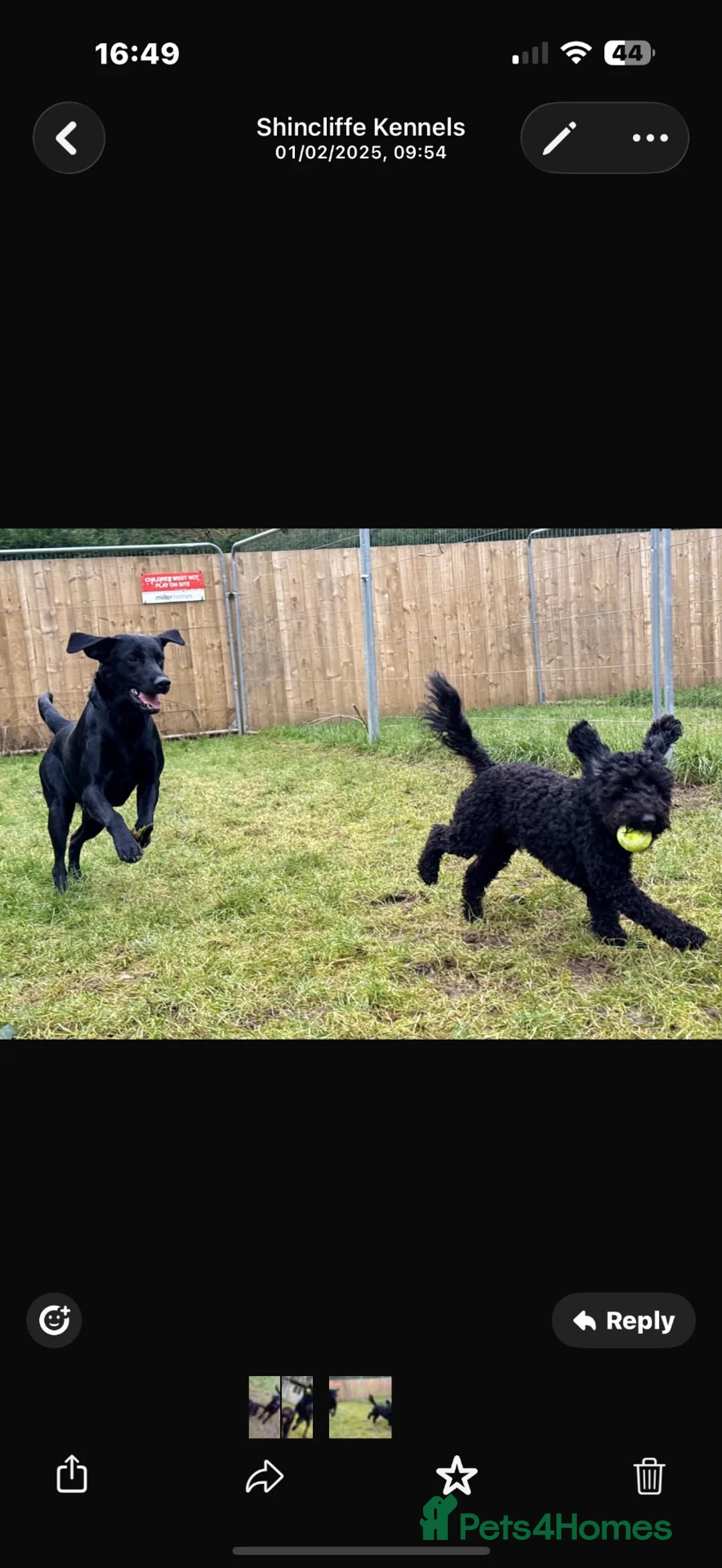Labrador Retriever dogs for stud: Labrador for stud  - Advert 2