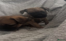 Border Terrier dogs for sale: 2 Lovely border pups - Image 10