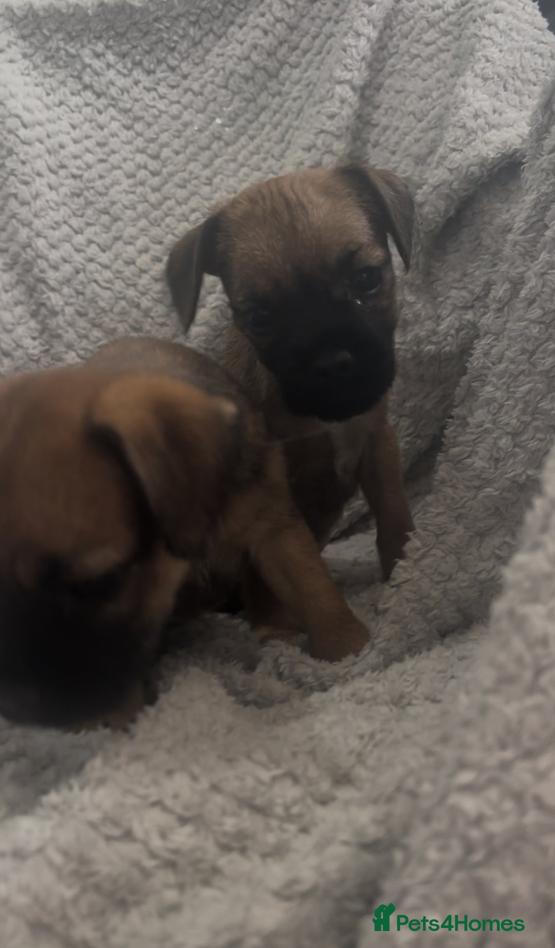 Border Terrier dogs for sale: 2 Lovely border pups - Image 10
