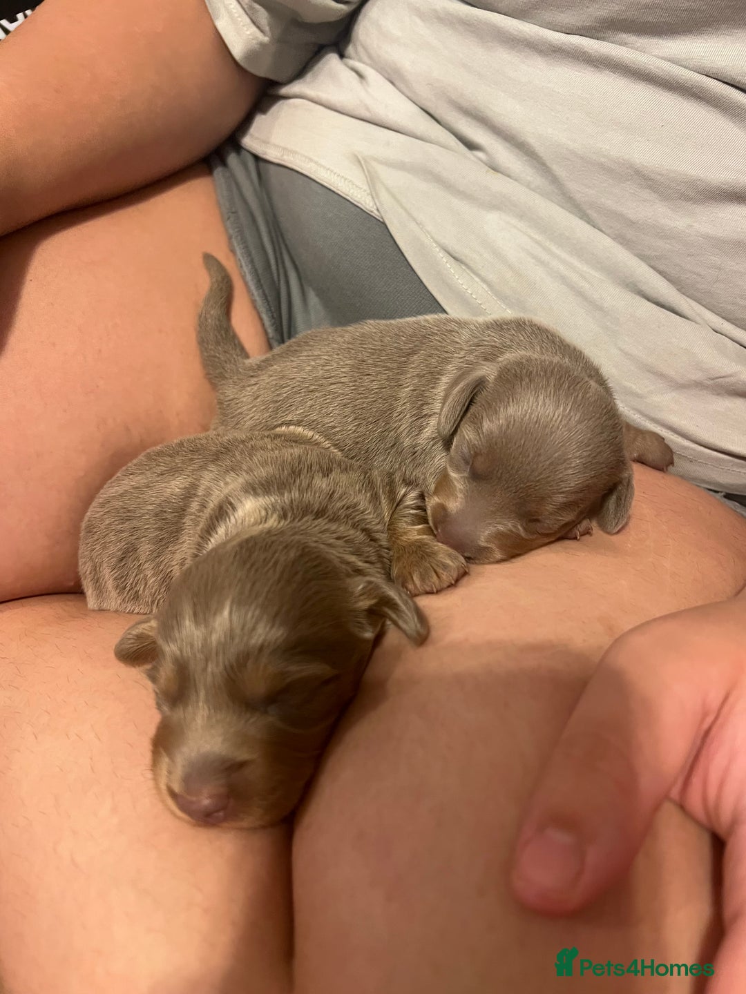 Miniature Dachshund dogs for sale: Isabella and tan miniature dachshund  - Image 3