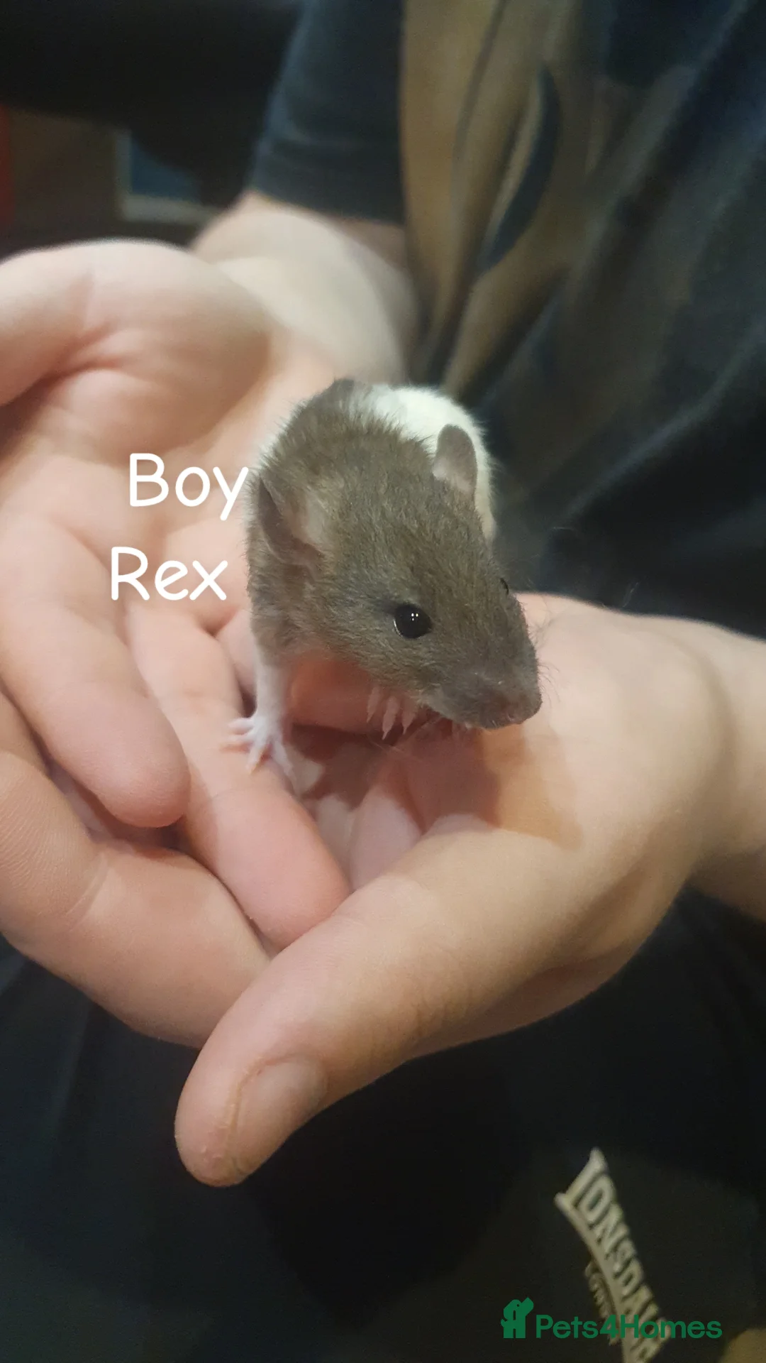 Rat rodents for sale: Confident, playful ratties! - Advert 1