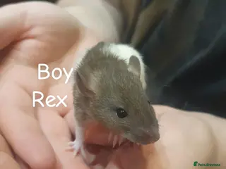 Rat rodents Babies available! GOING FAST - Advert 4