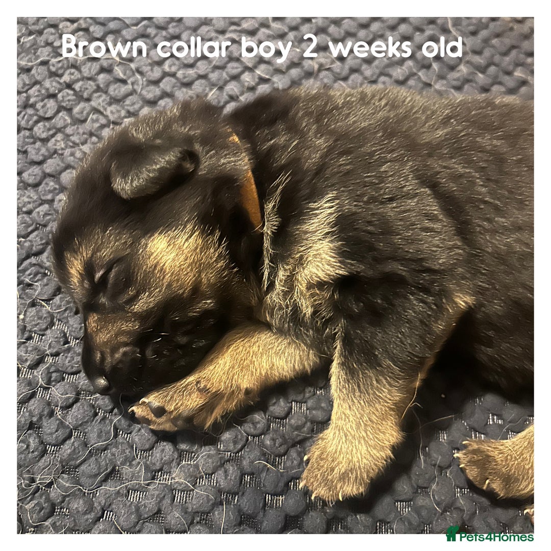 German Shepherd dogs for sale: German shepherd puppies  - Image 16