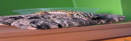 Leopard Gecko reptiles for sale: Leopard gecko 8 years old and full set up  - Advert 2