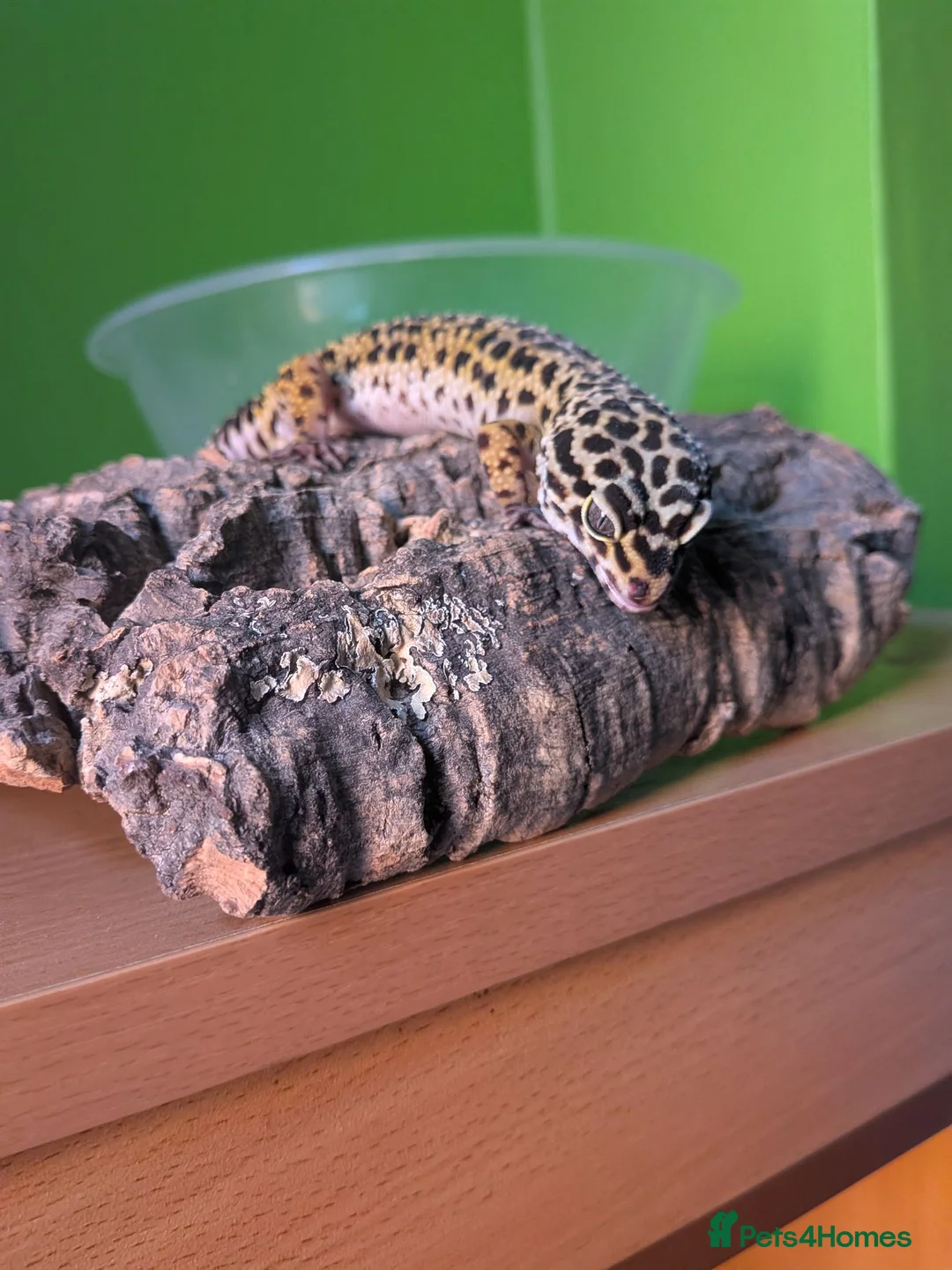 Leopard Gecko reptiles for sale: Leopard gecko 8 years old and full set up  - Advert 2