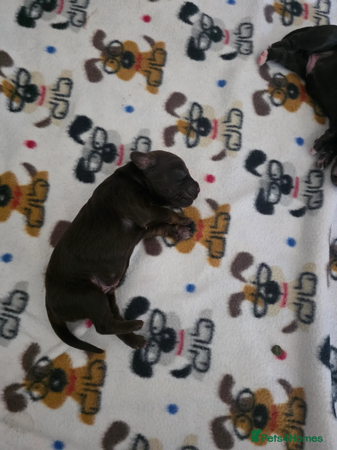 Cockapoo dogs for sale: 🍫 Meet Our Chocolate-Inspired Cockapoo Cuties 🍫 in Stoke-on-Trent - Advert 6