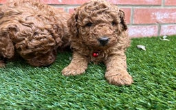 Toy Poodle dogs for sale: Adorable Deep Red Toy Poodle Puppies Available! 🐾 - Image 9