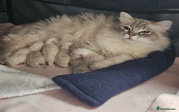 Ragdoll cats for sale: Beautiful Gccf registered ragdolls. - Image 2
