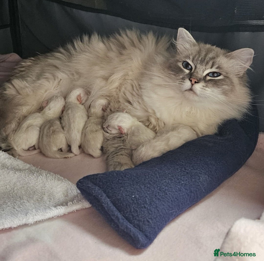 Ragdoll cats for sale: Beautiful Gccf registered ragdolls. - Image 2