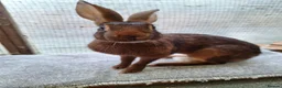 Belgian Hares rabbits for sale: Young Belgian Hare Doe for sale  - Advert 4