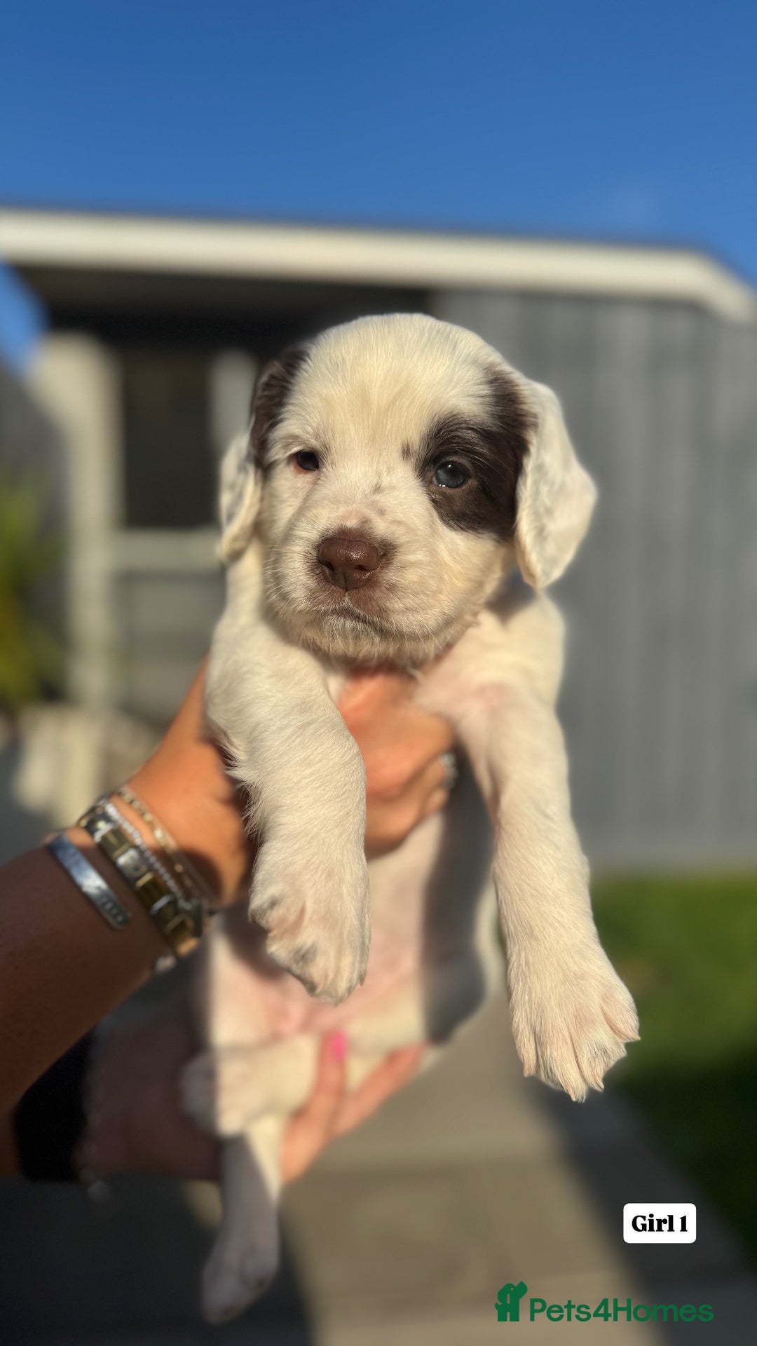 English Springer Spaniel dogs for sale: ✨ Working English Springer Spaniel Puppies ✨ - Image 4