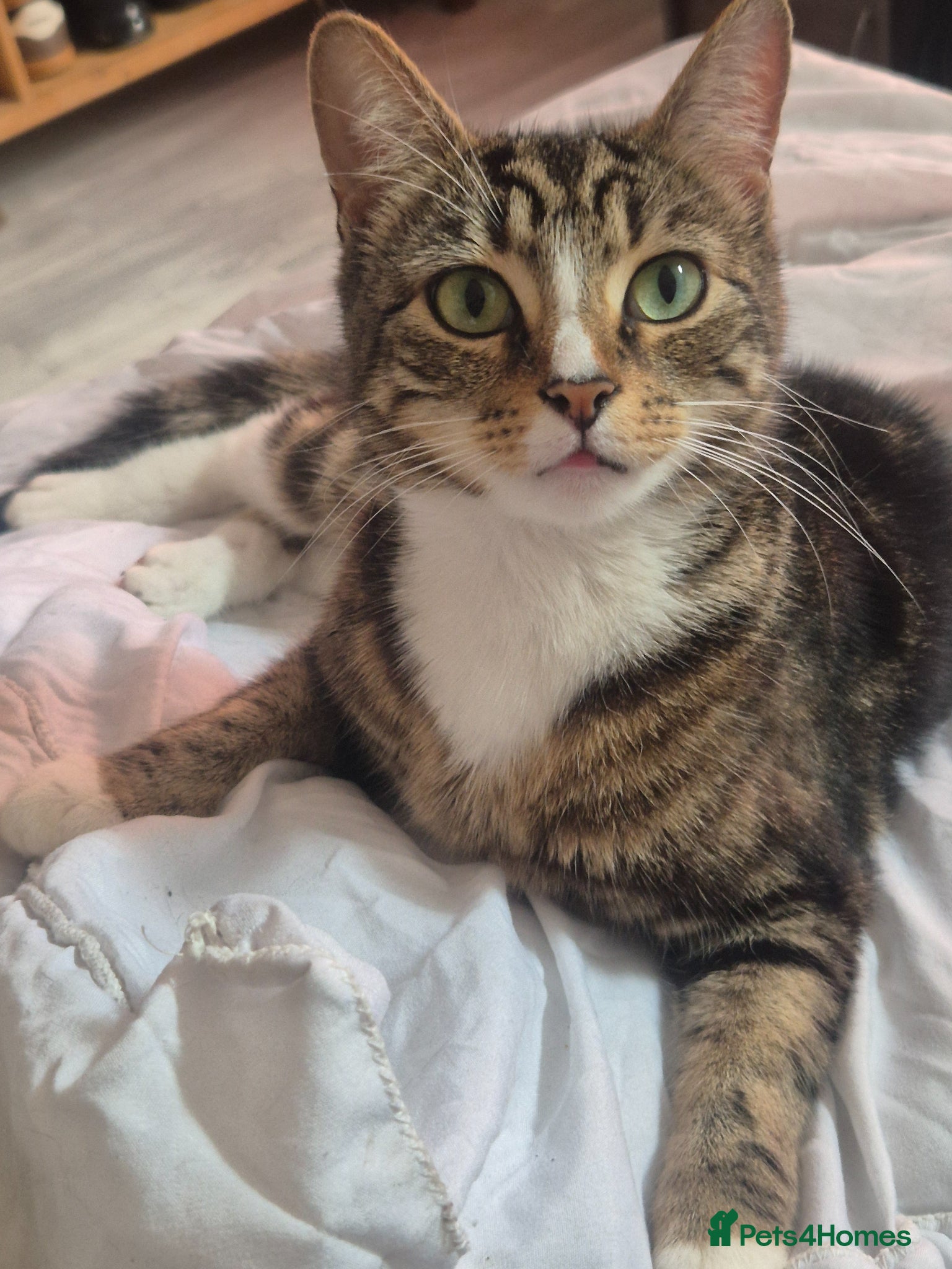 Mixed Breed cats Tiger - Advert 1