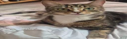 Mixed Breed cats for sale: Tiger - Advert 1