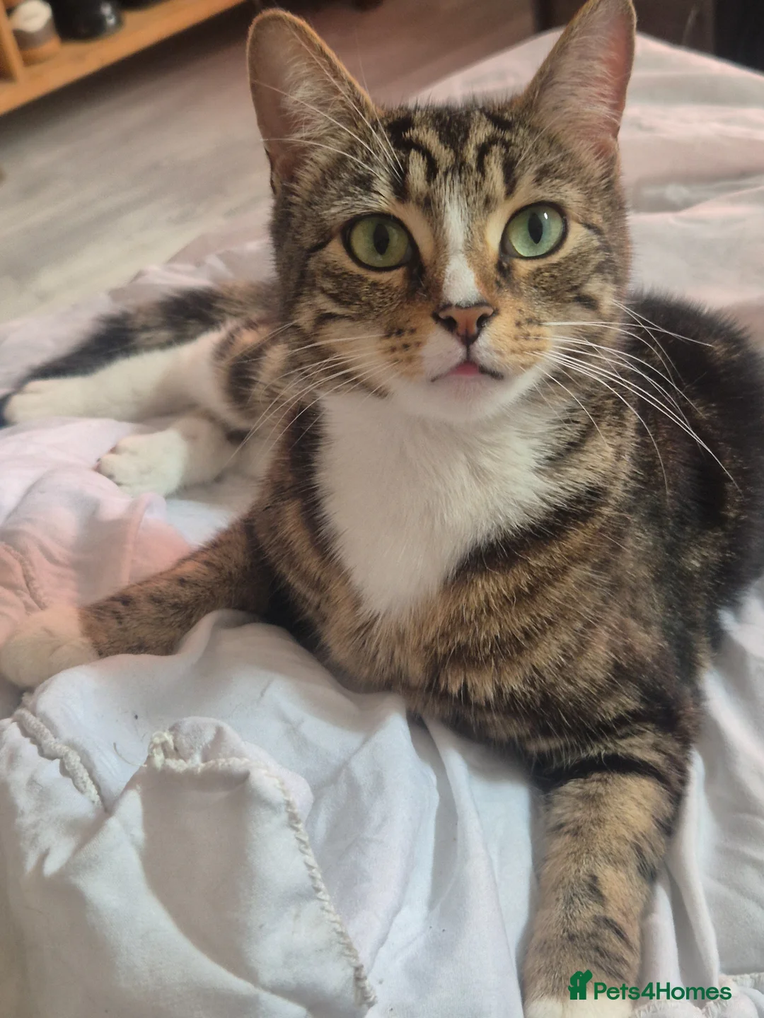 Mixed Breed cats for sale: Tiger - Advert 1