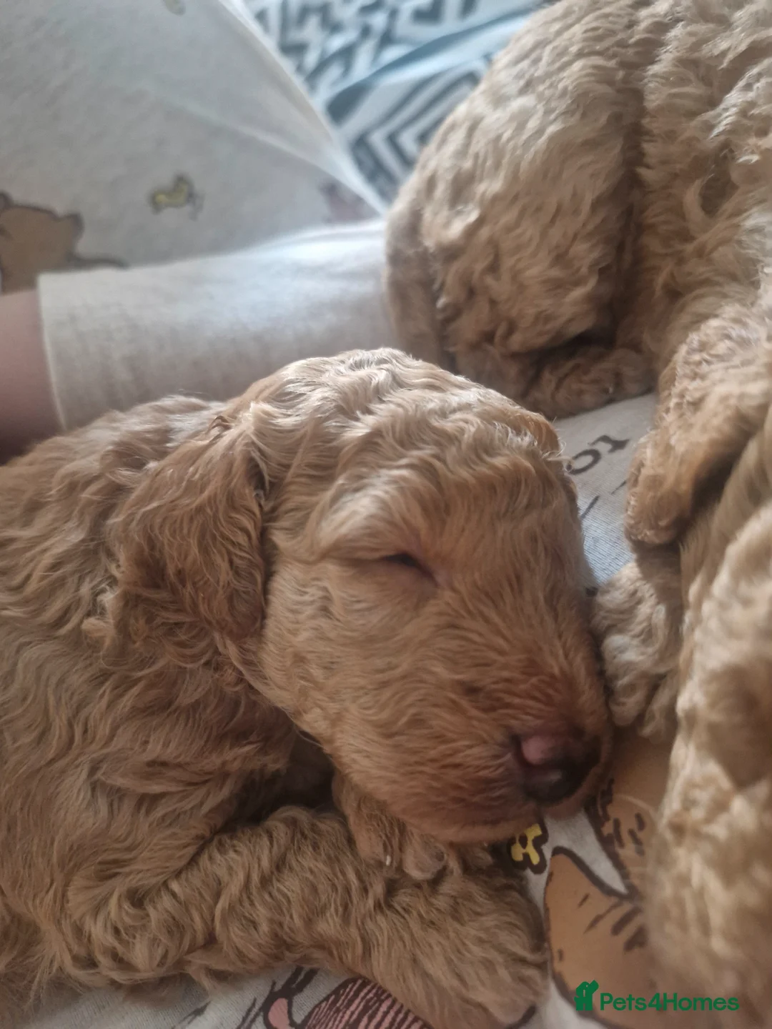 Mixed Breed dogs for sale: Poodle puppies for sale - Advert 2