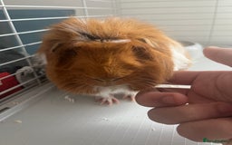 Guinea Pig rodents for sale: 2 male Guinea pigs Grinch(dark & Max(brown) - Image 3