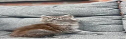 Maine Coon cats for sale: 3 maine coon kittens  - Advert 4