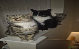 Mixed Breed cats for sale: Kittens  - Image 5