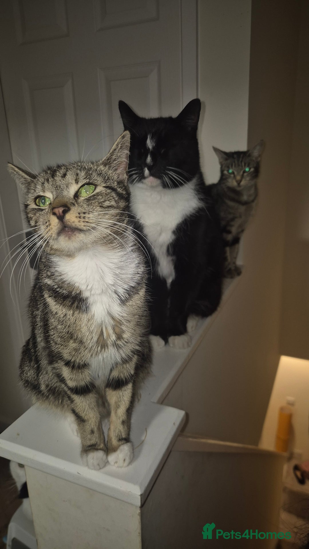Mixed Breed cats for sale: Kittens  - Image 5