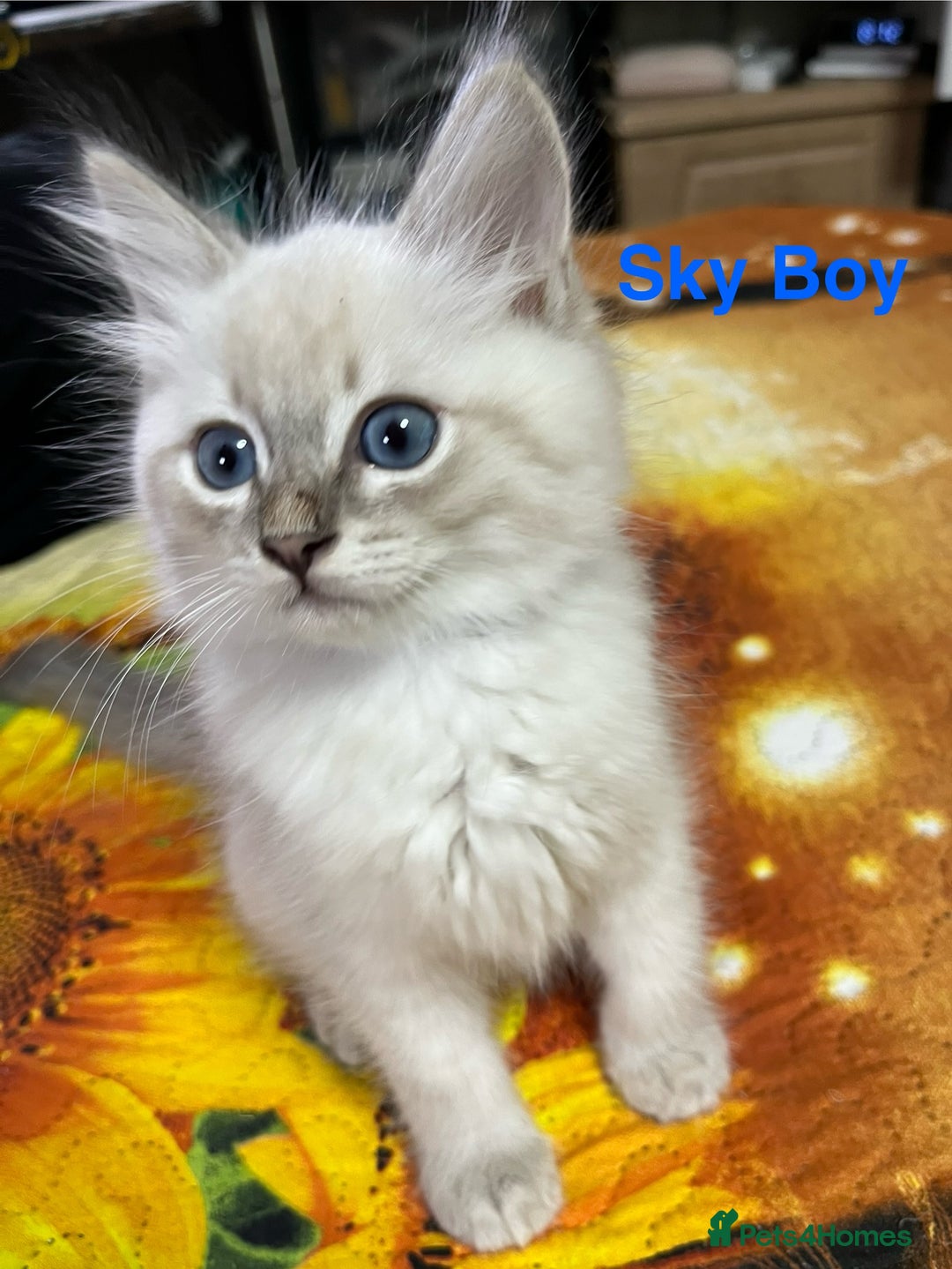 Ragdoll cats for sale: ❗️❤️5 Incredibly Beautiful Ragdoll Kittens❤️🐈  - Image 19