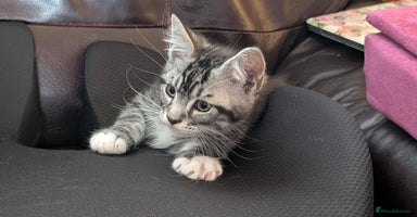 Maine Coon cats - Advert 4