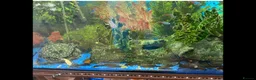Plecos fish for sale: Green dragons and plec’s  in Taunton - Advert 1