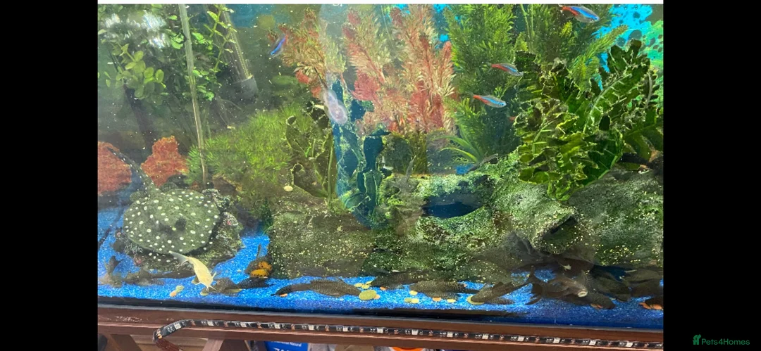 Plecos fish for sale: Green dragons and plec’s  in Taunton - Advert 1