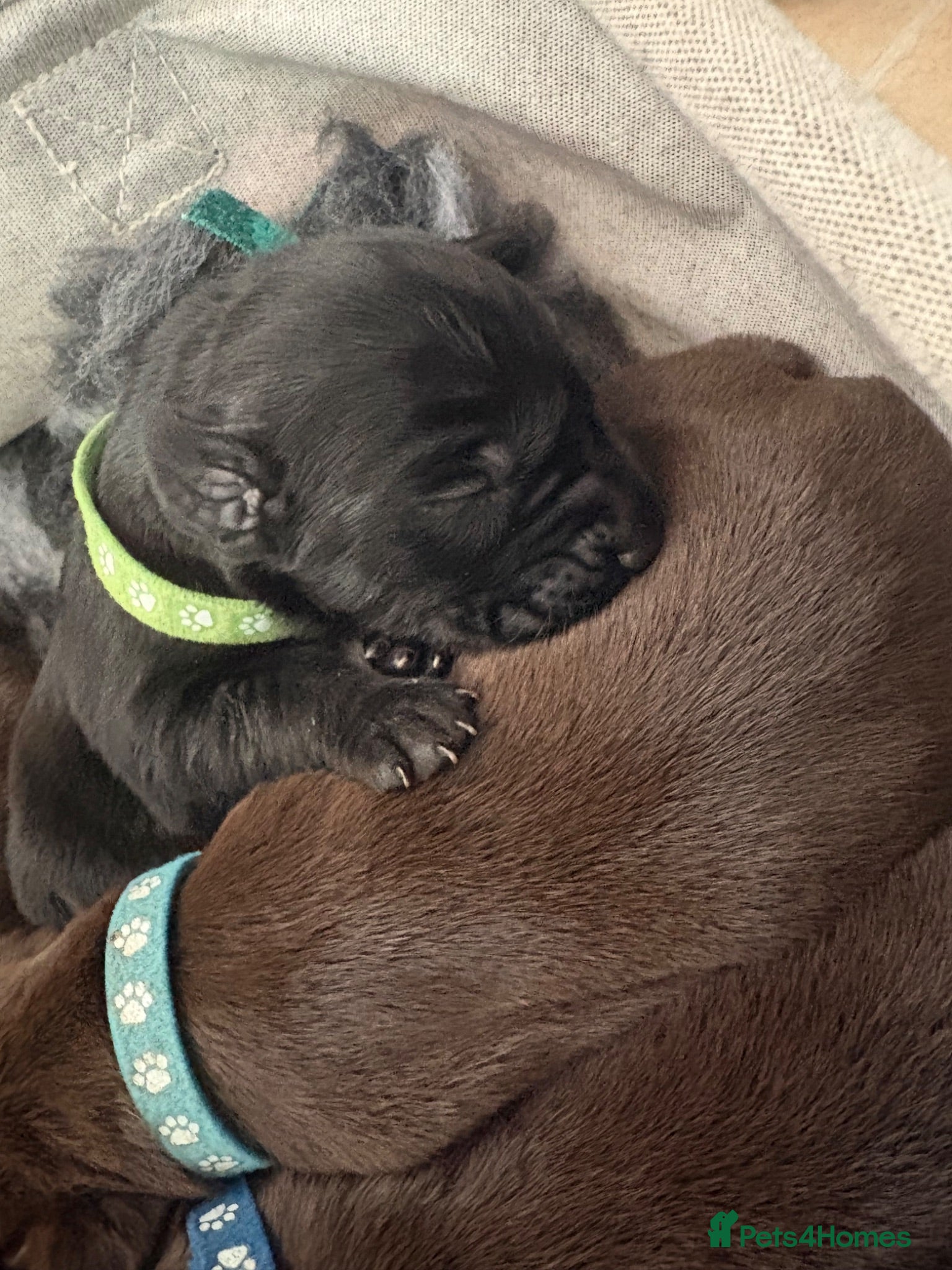 Mixed Breed dogs German Wirehaired Pointer X Labrador puppies - Advert 1