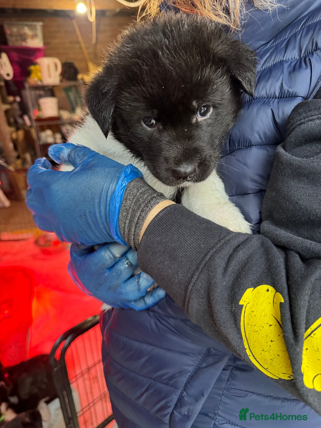 Akita dogs for sale: Black Mask American Akita Puppies - Advert 36