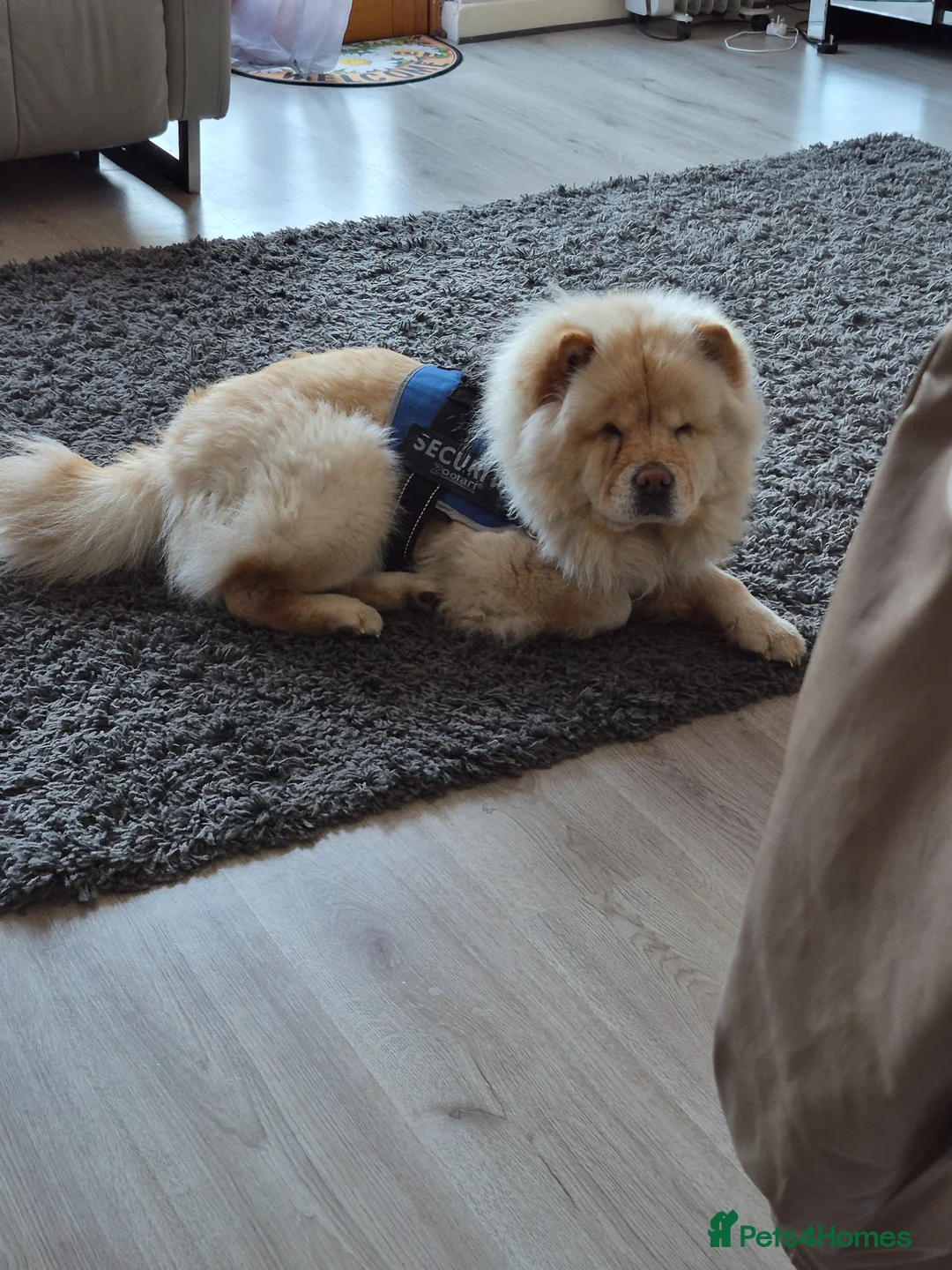 Chow Chow dogs for sale: Stunning Chow Chow female for rehome  in London - Advert 5