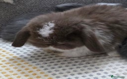 Mini Lop rabbits for sale: Minilops - Image 11