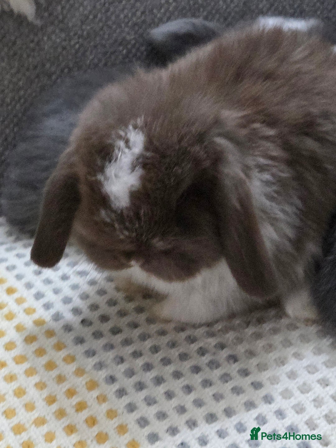 Mini Lop rabbits for sale: Minilops - Image 11