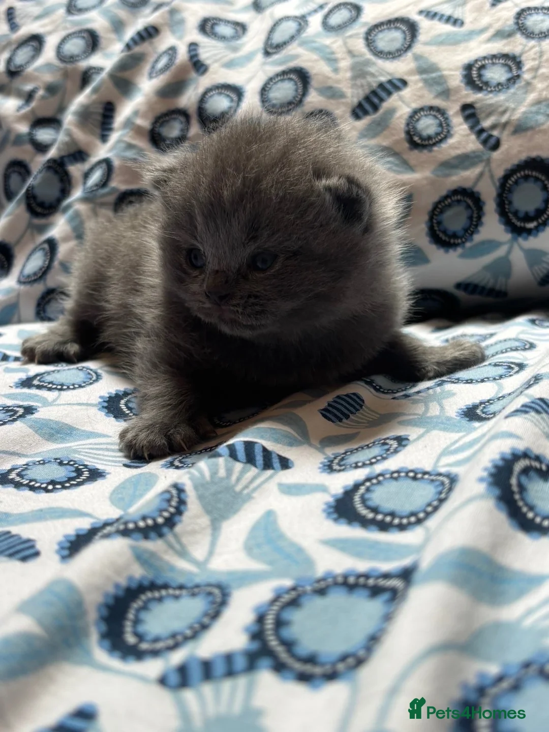 British Shorthair cats for sale: Pedigree British Blue/ Lilac Kittens - Advert 40