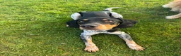 Mixed Breed dogs for adoption: 🌟 ENZO — A Loving, Playful Blue Tick Hound 🌟 in Colchester - Advert 3