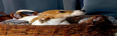 Jack Russell 4