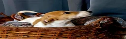 Jack Russell dogs for sale: Adorable Jack Russel Puppies  - Advert 3