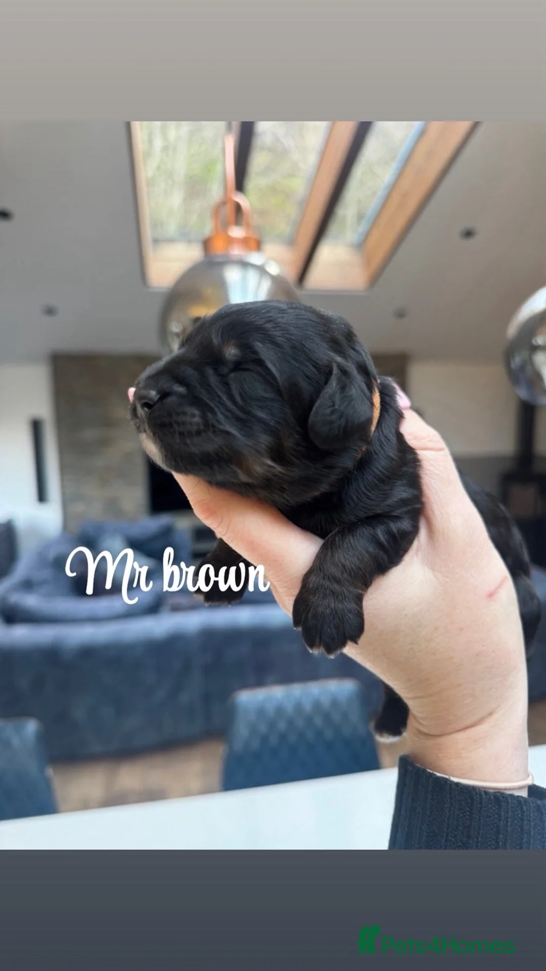 Bernedoodle dogs for sale: Merle, Black & Tan Mini Outstanding Bernedoodles - Advert 25