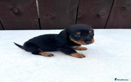 Miniature Dachshund dogs for sale: Dachshund puppies 5Boys  - Image 36