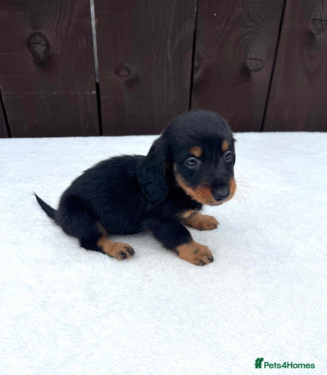 Miniature Dachshund dogs for sale: Dachshund puppies 5Boys  - Image 36