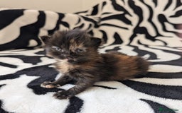 Mixed Breed cats for sale: Kittens - Image 9