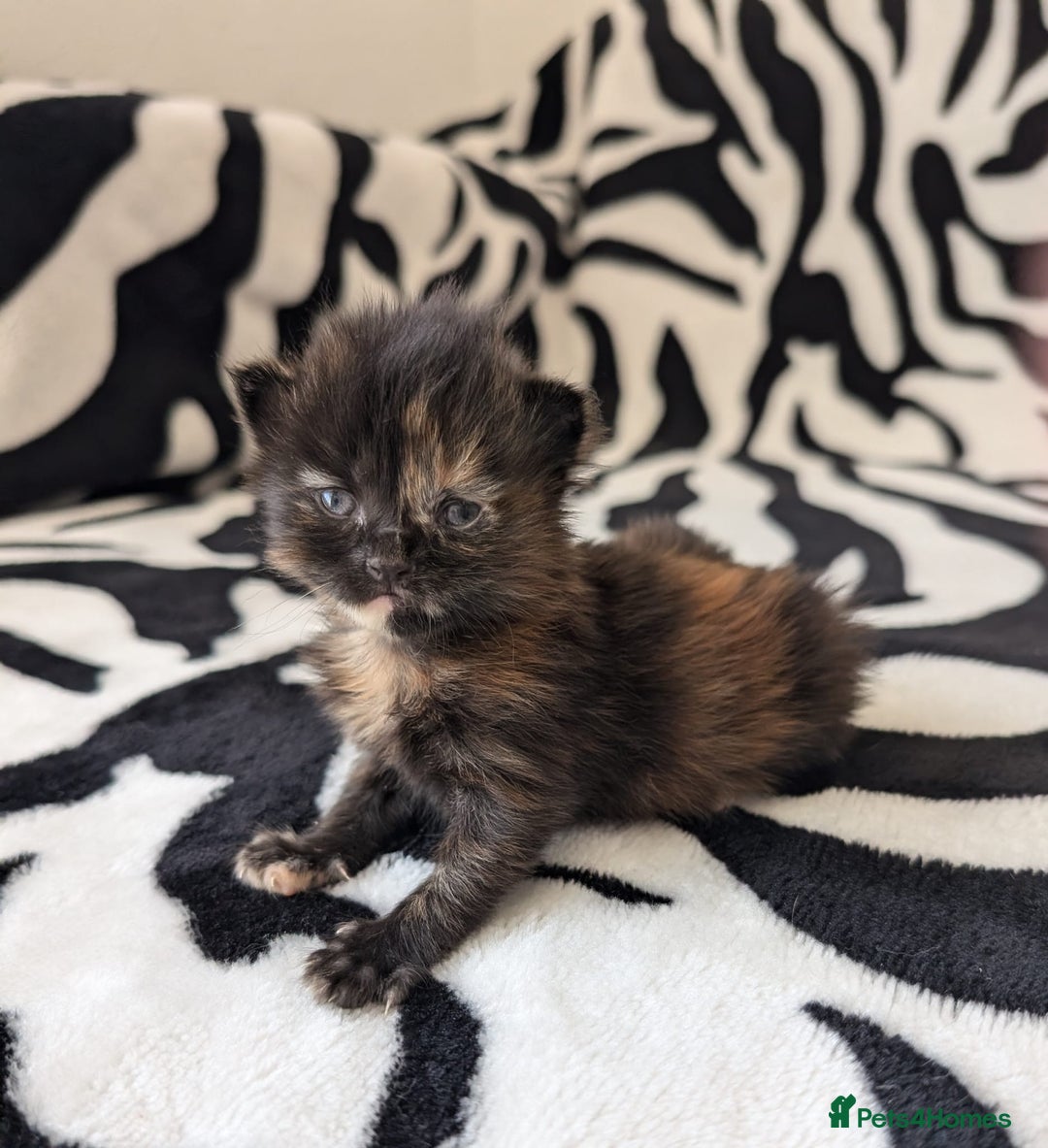Mixed Breed cats for sale: Kittens - Image 9