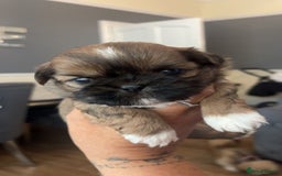Shih Tzu dogs for sale: Cream and chocolate imperial shih tzu pups - Image 9
