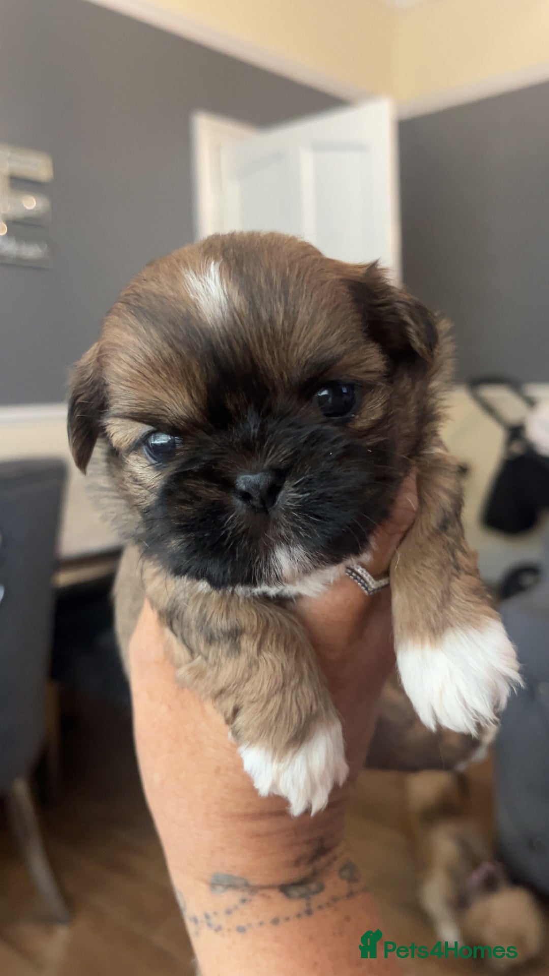 Shih Tzu dogs for sale: Cream and chocolate imperial shih tzu pups - Image 9