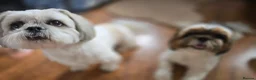 Shih Tzu dogs for sale: Beautiful Purebred Shih Tzu Puppies for Sale - Advert 32