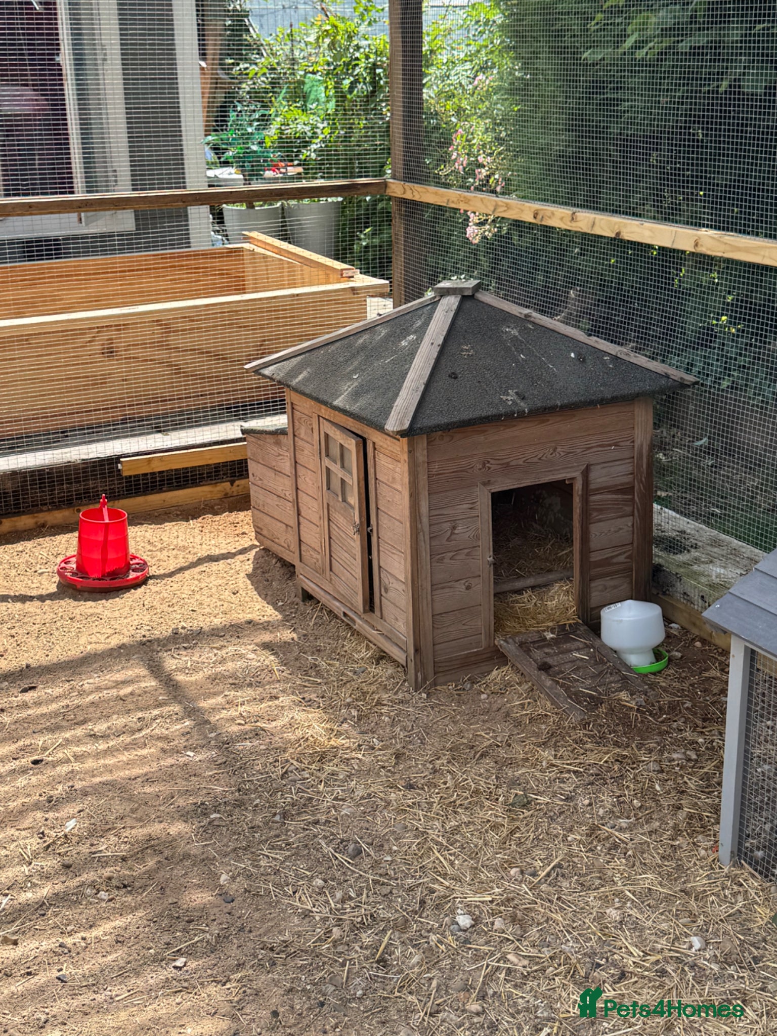 Chickens poultry for sale: 2 selfie chickens and 2 chicken coops - Advert 3